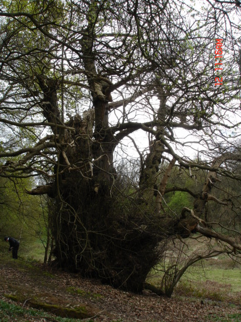 Veteran Sweet Chestnut (2)